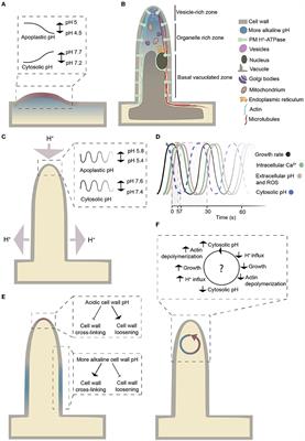 Root hair growth from the pH point of view